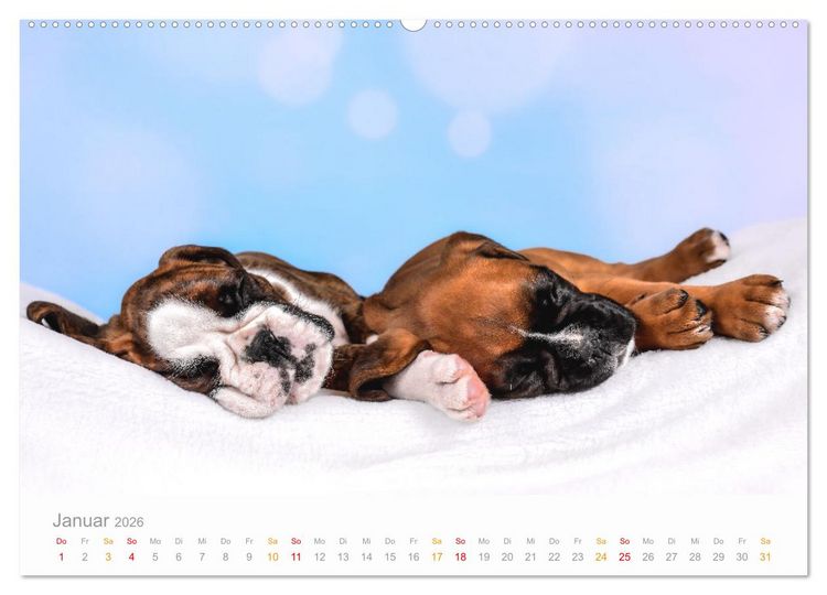 Produktbild: Boxer Welpen einfach zuckers&uuml;&szlig; (Wandkalender 2026 DIN A2 quer), CALVENDO Monatskalender
