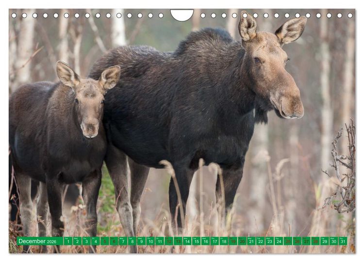 Produktbild: FIRST STEPS FOR BABY MOOSE (Wall Calendar 2026 DIN A4 landscape), CALVENDO 12 Month Wall Calendar