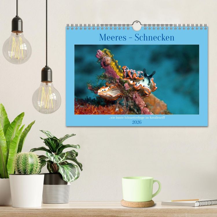 Produktbild: Meeres-Schnecken (Wandkalender 2026 DIN A4 quer), CALVENDO Monatskalender
