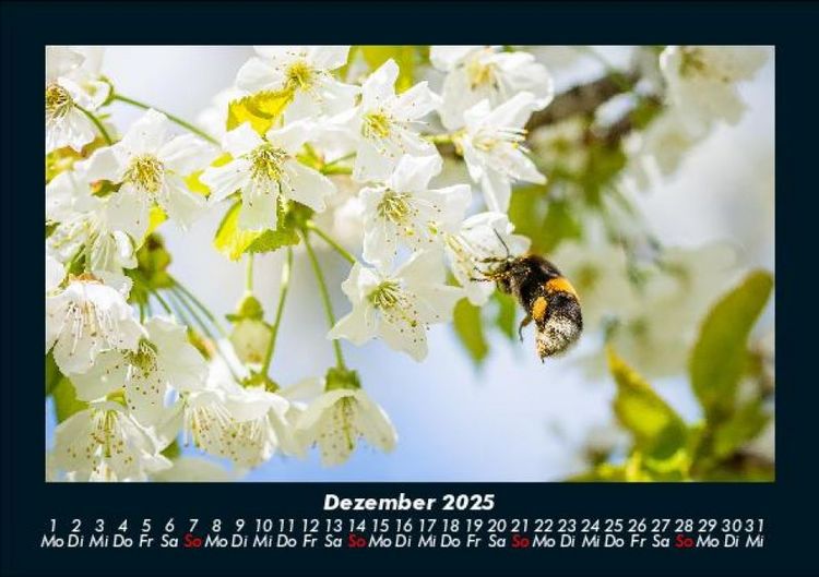 Produktbild: Blumentr&auml;ume 2025 Fotokalender DIN A5