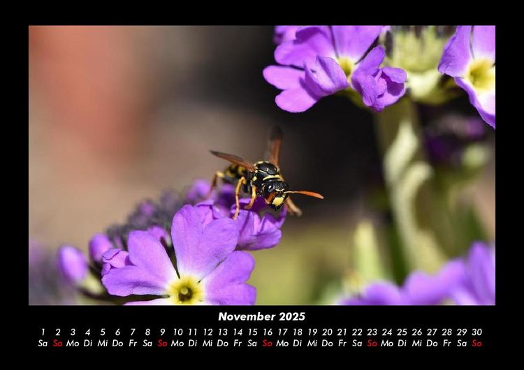 Produktbild: Bienen 2025 Fotokalender DIN A3