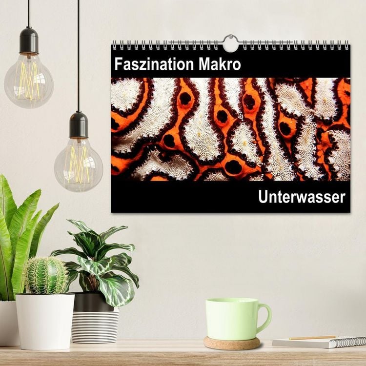 Produktbild: Faszination Makro Unterwasser (Wandkalender 2026 DIN A4 quer), CALVENDO Monatskalender