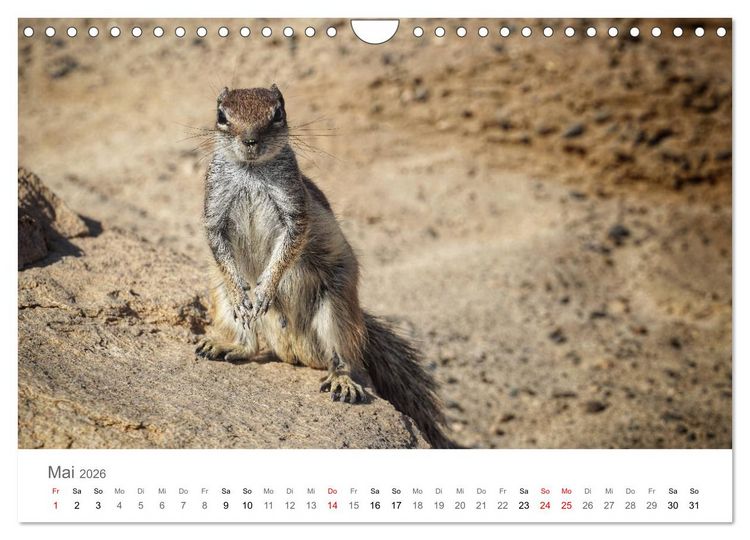 Produktbild: Fuerteventura - die W&uuml;steninsel der Kanaren (Wandkalender 2026 DIN A4 quer), CALVENDO Monatskalender