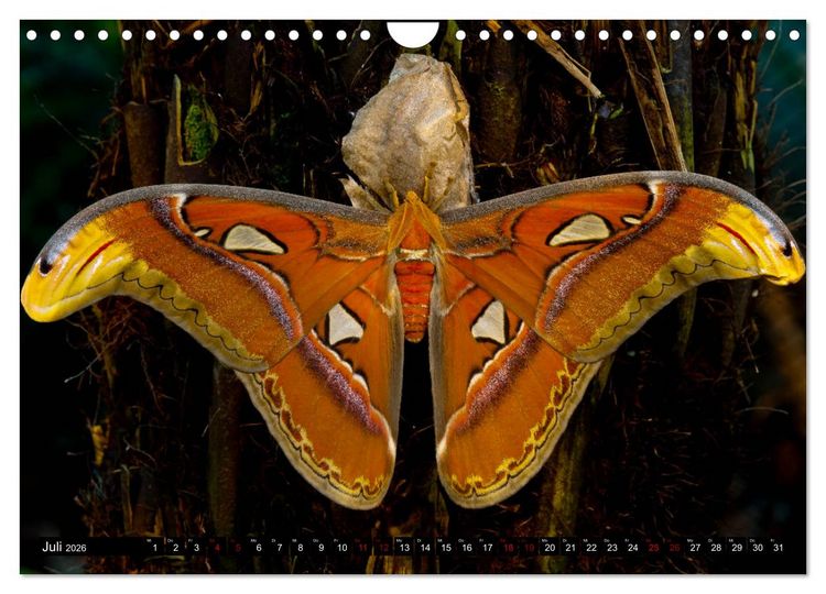 Produktbild: Kleinode der L&uuml;fte - Faszinierende tropische Schmetterlinge (Wandkalender 2026 DIN A4 quer), CALVENDO Monatskalender