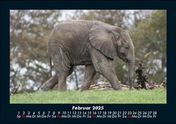 Produktbild: Der Tierkalender 2025 Fotokalender DIN A5
