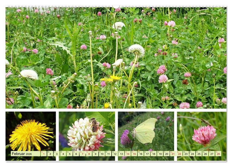 Produktbild: Bl&uuml;tenmeer am Wegesrand (hochwertiger Premium Wandkalender 2026 DIN A2 quer), Kunstdruck in Hochglanz