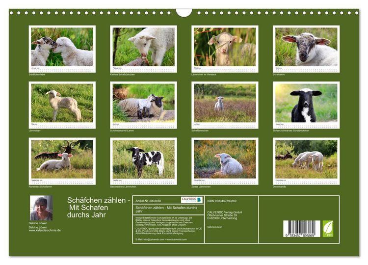 Produktbild: Sch&auml;fchen z&auml;hlen - Mit Schafen durchs Jahr (Wandkalender 2026 DIN A3 quer), CALVENDO Monatskalender