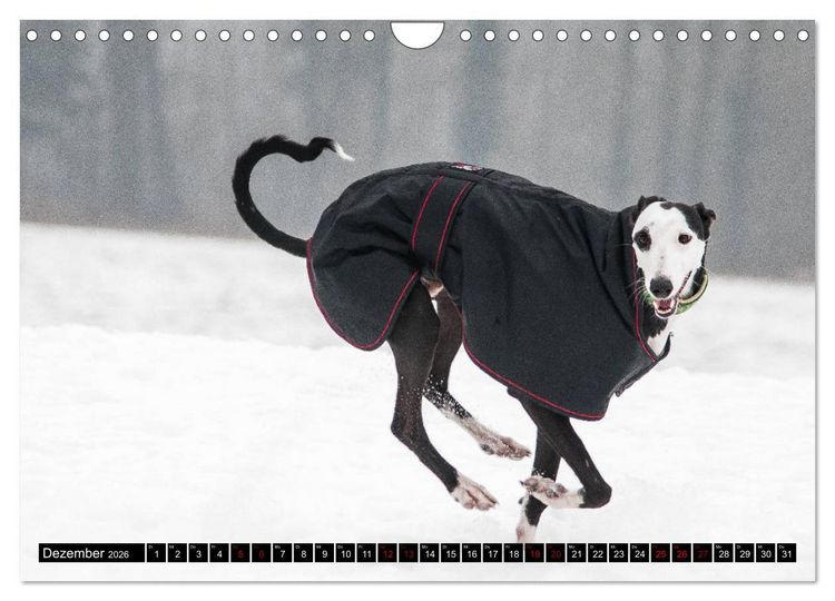 Produktbild: Windhunde - eine Leidenschaft (Wandkalender 2026 DIN A4 quer), CALVENDO Monatskalender
