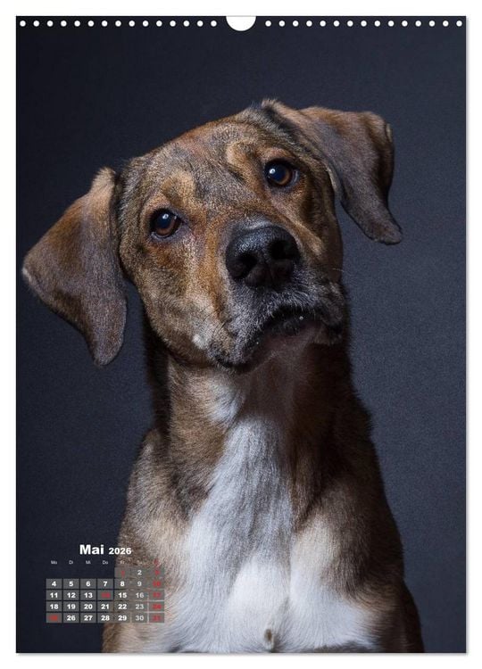 Produktbild: Treue Wegbegleiter, Hunde im Portrait. (Wandkalender 2026 DIN A3 hoch), CALVENDO Monatskalender