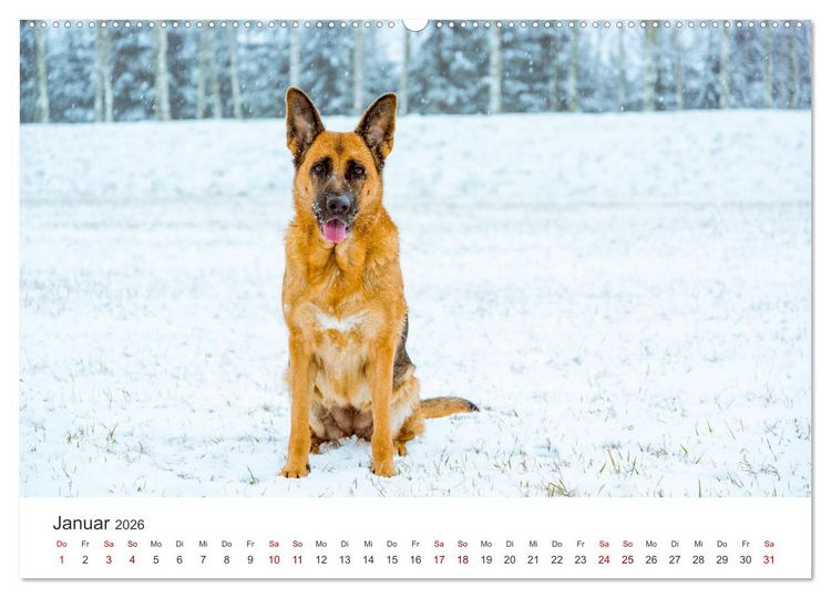 Produktbild: Sch&auml;ferhunde - Die gutm&uuml;tigen Wegbegleiter. (hochwertiger Premium Wandkalender 2026 DIN A2 quer), Kunstdruck in Hochglanz