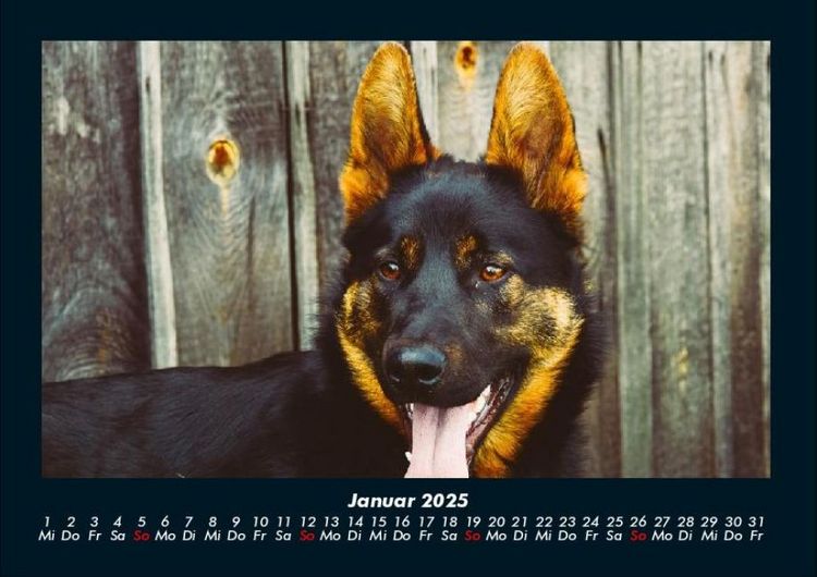 Produktbild: Hundezauber 2025 Fotokalender DIN A4