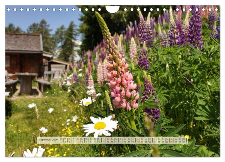 Produktbild: Almengl&uuml;ck (Wandkalender 2026 DIN A4 quer), CALVENDO Monatskalender