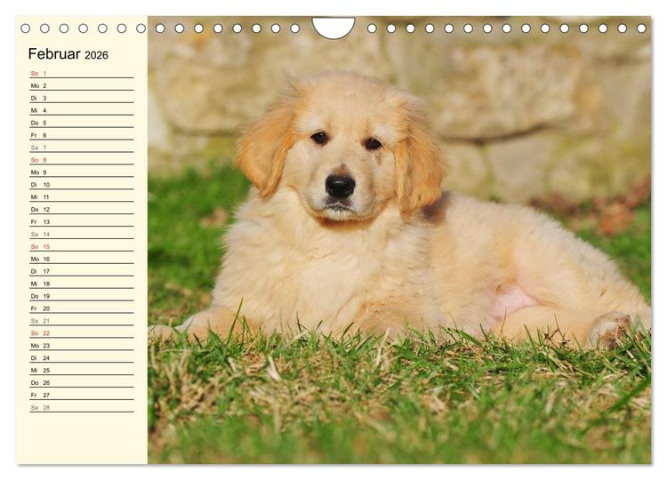 Produktbild: Mein bester Freund - Der Hovawart (Wandkalender 2026 DIN A4 quer), CALVENDO Monatskalender