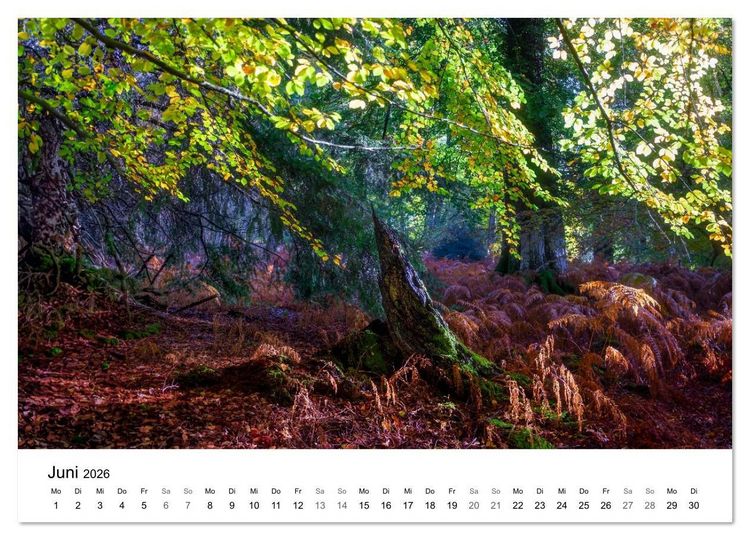 Produktbild: Magie der W&auml;lder Britanniens (hochwertiger Premium Wandkalender 2026 DIN A2 quer), Kunstdruck in Hochglanz