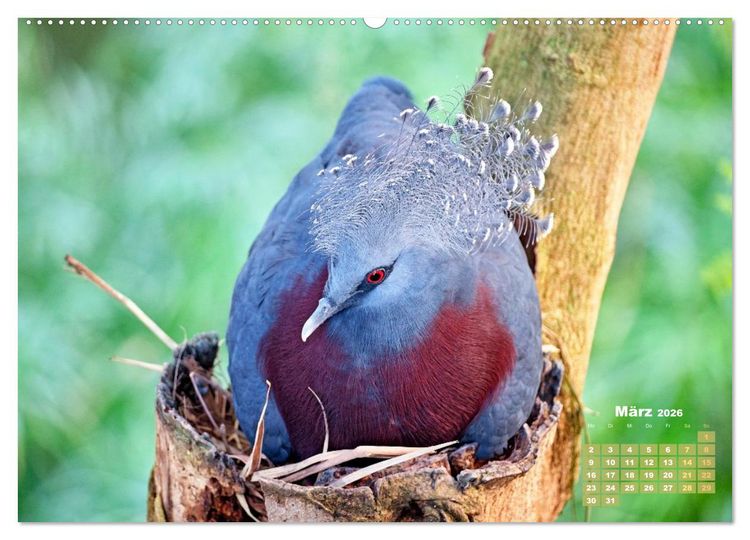 Produktbild: Tauben: vielfarbiges Gefieder und pr&auml;chtige Federkrone (hochwertiger Premium Wandkalender 2026 DIN A2 quer), Kunstdruck in Hochglanz