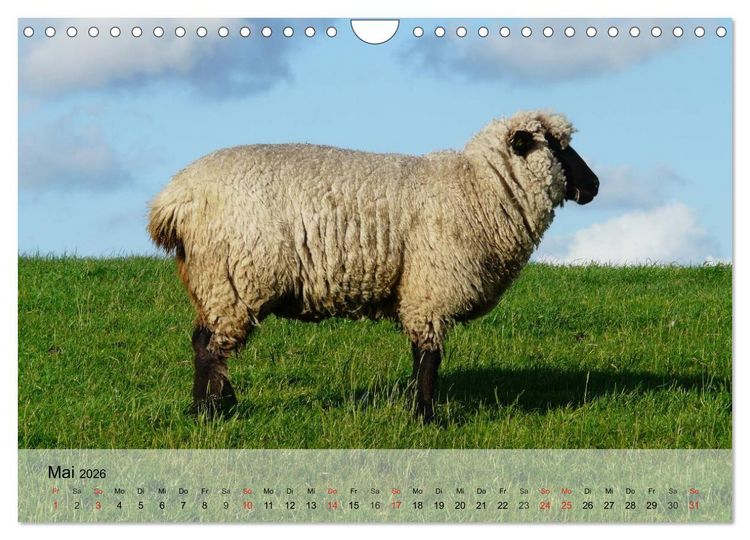 Produktbild: Schafe z&auml;hlen leicht gemacht! (Wandkalender 2026 DIN A4 quer), CALVENDO Monatskalender