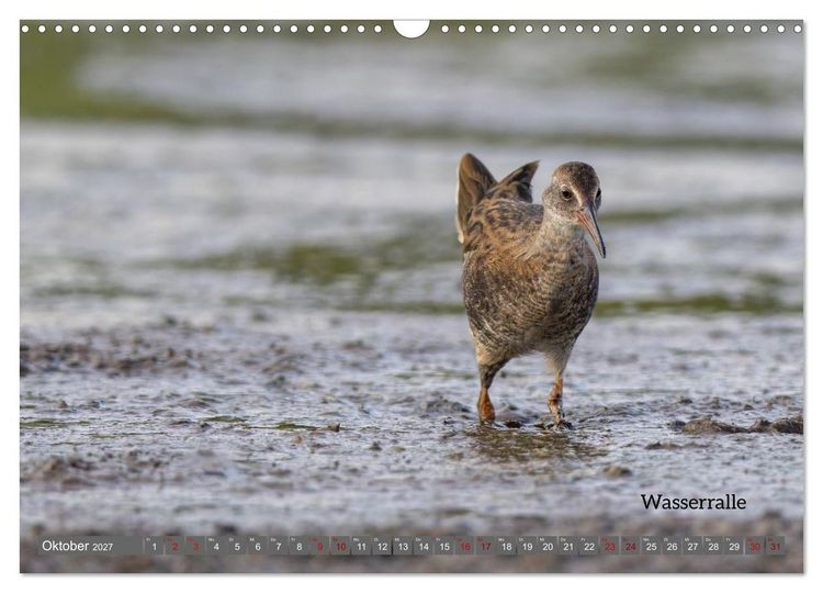 Produktbild: Vogelfotografie aus dem Norden (Wandkalender 2027 DIN A3 quer), CALVENDO Monatskalender