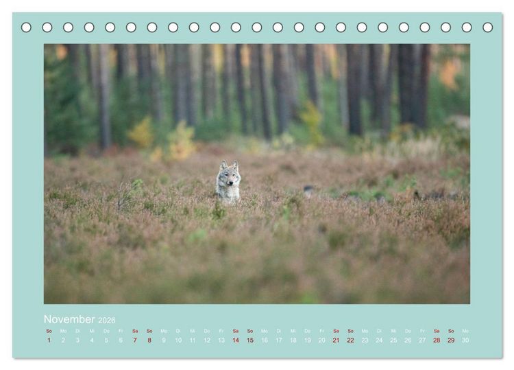 Produktbild: W&ouml;lfe, Impressionen aus der Lausitz (Tischkalender 2026 DIN A5 quer), CALVENDO Monatskalender