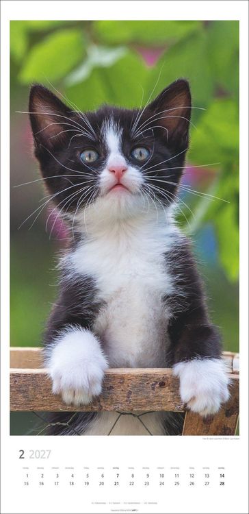 Produktbild: Katzen Kalender 2027