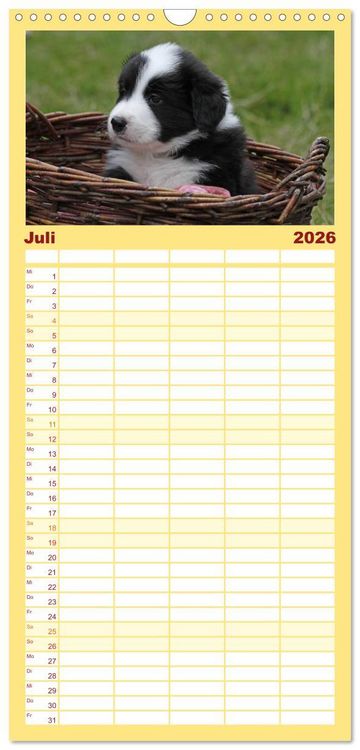 Produktbild: Familienplaner 2026 - Border Collie Welpen mit 5 Spalten (Wandkalender, 21 x 45 cm) CALVENDO