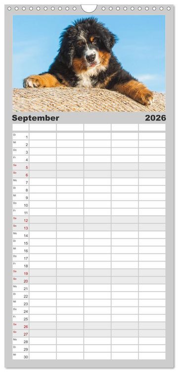 Produktbild: Familienplaner 2026 - Schweizer Sennenhunde - aus den Schweizer Alpen mit 5 Spalten (Wandkalender, 21 x 45 cm) CALVENDO