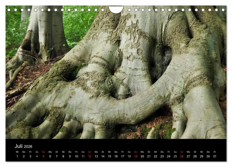 Produktbild: Wurzelwerke (Wandkalender 2026 DIN A4 quer), CALVENDO Monatskalender