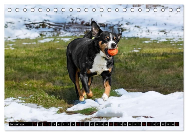 Produktbild: Appenzeller Sennenhunde - Fr&ouml;hliche Kameraden (Tischkalender 2026 DIN A5 quer), CALVENDO Monatskalender