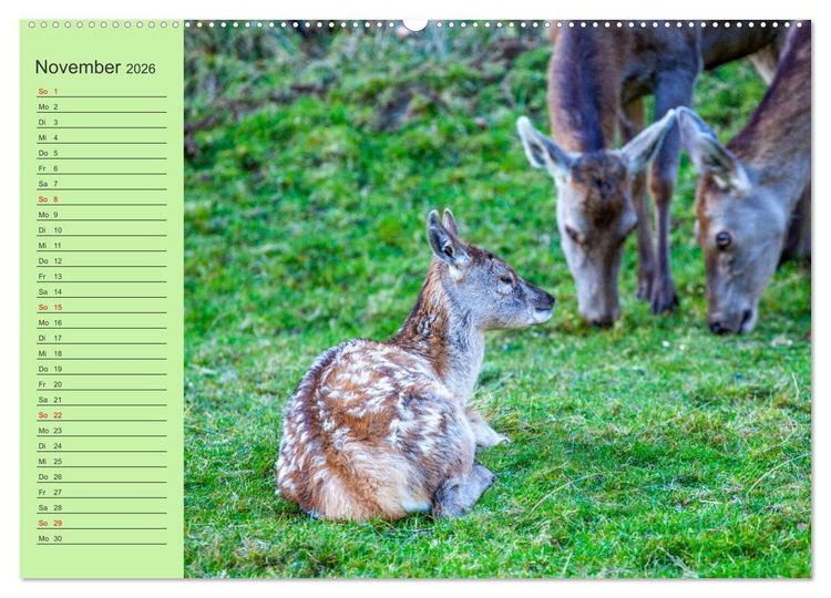 Produktbild: Wir sind die Stars im Wald (hochwertiger Premium Wandkalender 2026 DIN A2 quer), Kunstdruck in Hochglanz