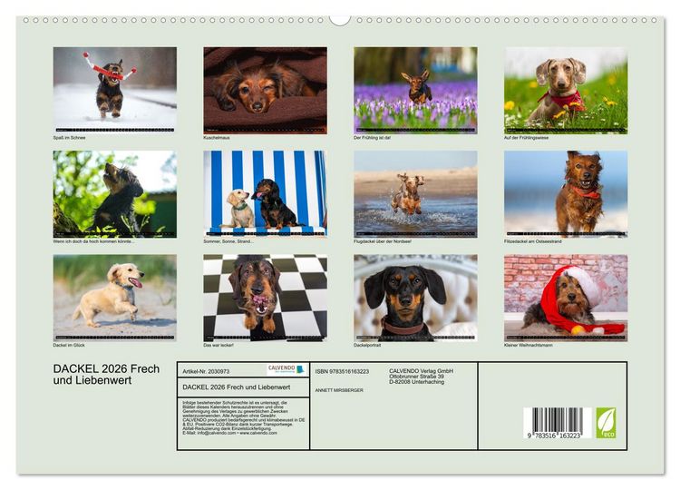 Produktbild: DACKEL 2026 Frech und Liebenwert (hochwertiger Premium Wandkalender 2026 DIN A2 quer), Kunstdruck in Hochglanz