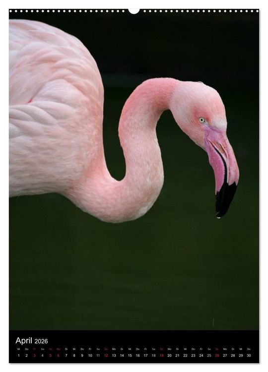 Produktbild: Flamingos - Eleganz in Rot und Rosa (Wandkalender 2026 DIN A2 hoch), CALVENDO Monatskalender