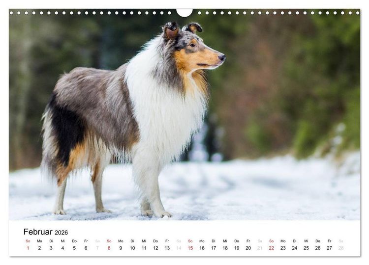 Produktbild: Collies 2026 in Kurz- und Langhaar (Wandkalender 2026 DIN A3 quer), CALVENDO Monatskalender