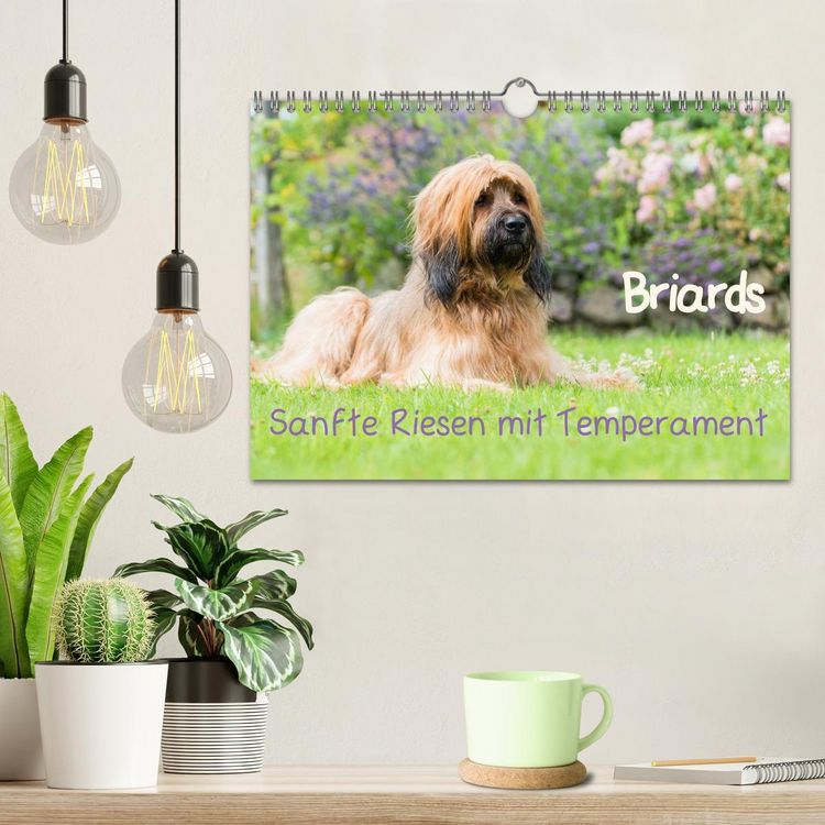 Produktbild: Briards - sanfte Riesen mit Temperament (Wandkalender 2026 DIN A4 quer), CALVENDO Monatskalender
