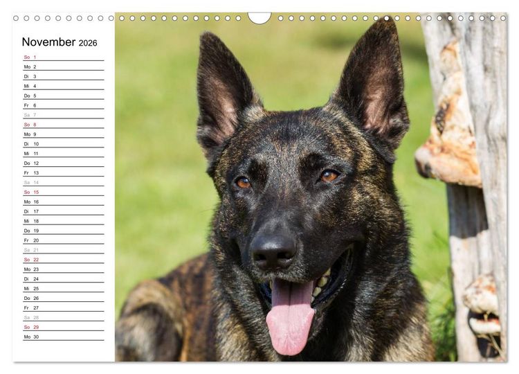 Produktbild: ausdrucksvolle Holl&auml;ndische Sch&auml;ferhunde (Wandkalender 2026 DIN A3 quer), CALVENDO Monatskalender