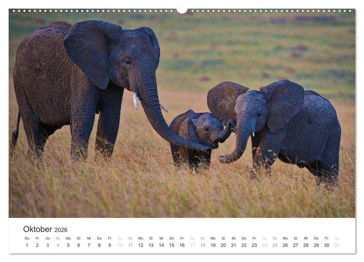 Produktbild: Elefanten - Sanfte Riesen in Afrika (hochwertiger Premium Wandkalender 2026 DIN A2 quer), Kunstdruck in Hochglanz