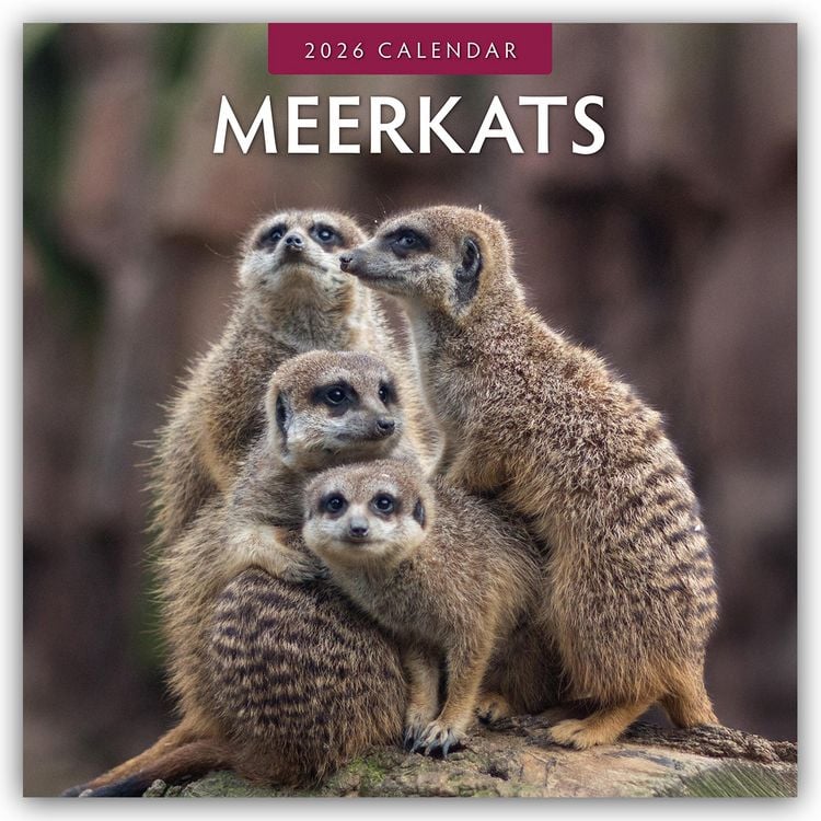 Produktbild: Meerkats – Erdmännchen 2026 – 16-Monatskalender