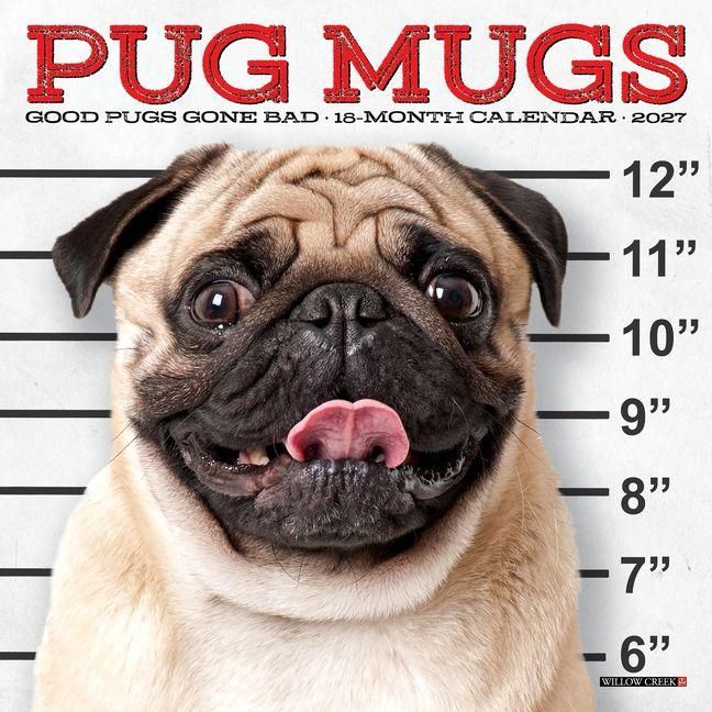 Produktbild: Pug Mugs 2027 7 X 7 Mini Wall Calendar