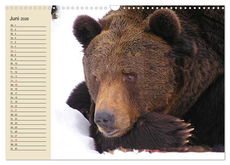 Produktbild: B&auml;ren (Wandkalender 2026 DIN A3 quer), CALVENDO Monatskalender
