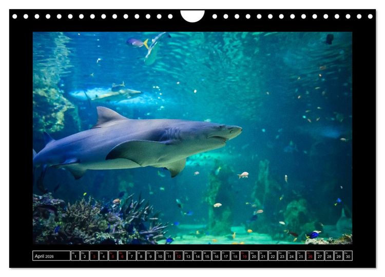 Produktbild: Australia Wildlife (Wandkalender 2026 DIN A4 quer), CALVENDO Monatskalender