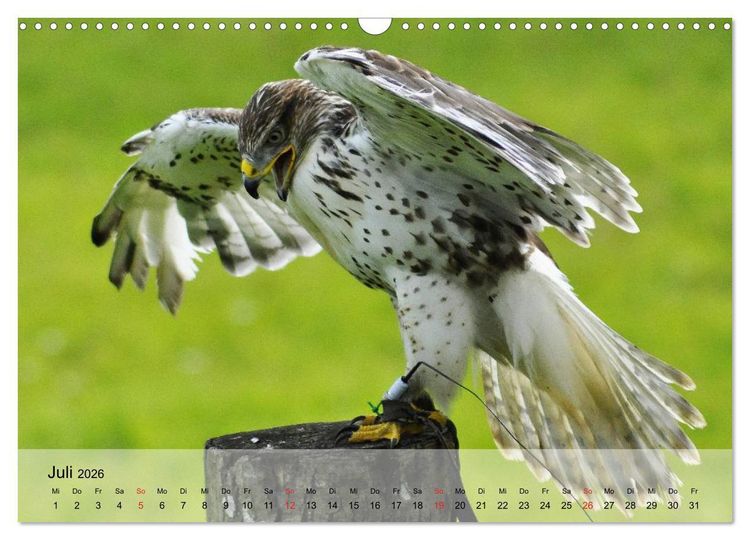 Produktbild: Falken und Greifv&ouml;gel. Edle J&auml;ger (Wandkalender 2026 DIN A3 quer), CALVENDO Monatskalender