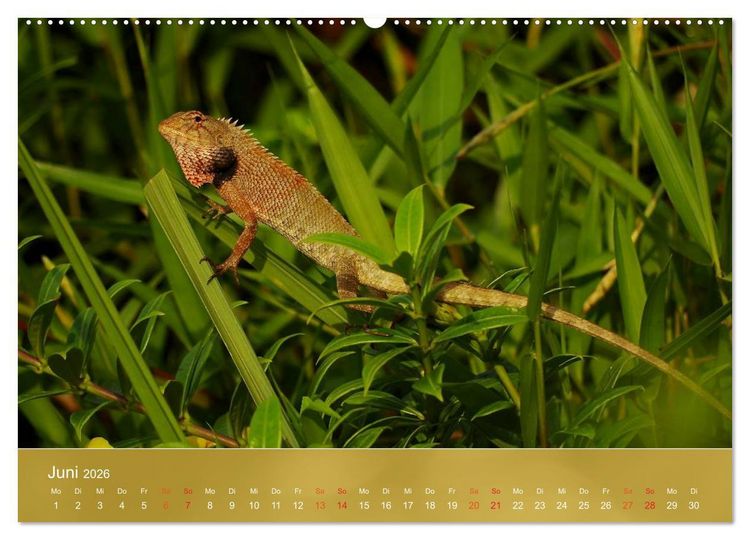 Produktbild: Agamen - Echsen aus der Urzeit (hochwertiger Premium Wandkalender 2026 DIN A2 quer), Kunstdruck in Hochglanz