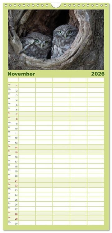 Produktbild: Familienplaner 2026 - Steink&auml;uze (Athene noctua) mit 5 Spalten (Wandkalender, 21 x 45 cm) CALVENDO