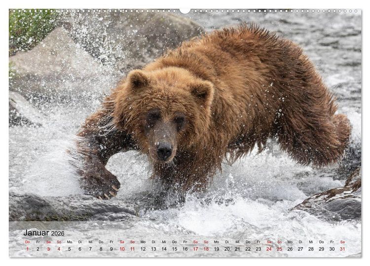 Produktbild: Aug in Aug mit den Braunb&auml;ren in Kamtschatka (Wandkalender 2026 DIN A2 quer), CALVENDO Monatskalender
