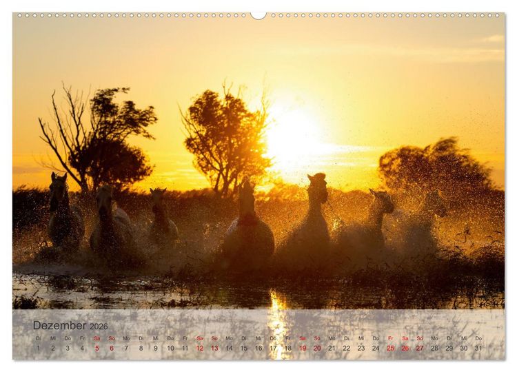 Produktbild: Die wei&szlig;en Pferde der Camargue (hochwertiger Premium Wandkalender 2026 DIN A2 quer), Kunstdruck in Hochglanz