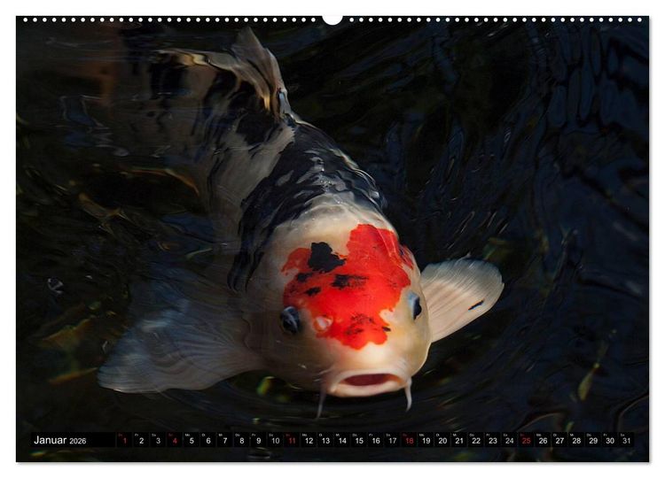 Produktbild: Nishikigoi oder Koi Karpfen (hochwertiger Premium Wandkalender 2026 DIN A2 quer), Kunstdruck in Hochglanz