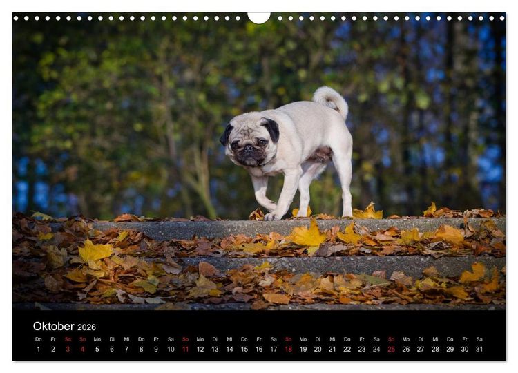Produktbild: Mops 2026 (Wandkalender 2026 DIN A3 quer), CALVENDO Monatskalender