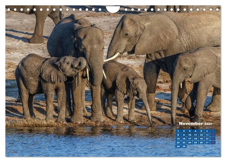Produktbild: Afrikas Tierwelt: Elefantenbabys (Wandkalender 2027 DIN A4 quer), CALVENDO Monatskalender