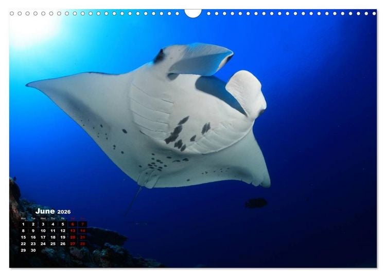Produktbild: Magical Underwater World (Wall Calendar 2026 DIN A3 landscape), CALVENDO 12 Month Wall Calendar