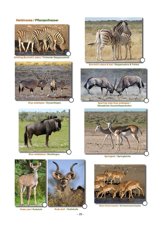 Produktbild: ETOSHA KARTE mit Fotogalerie