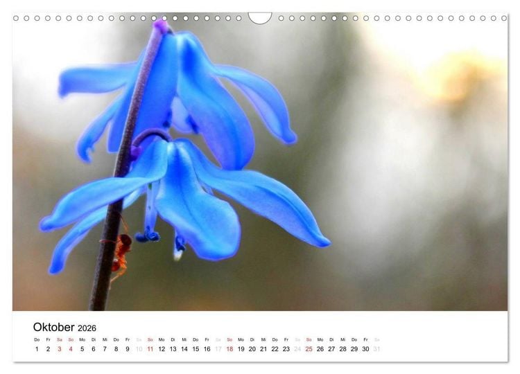 Produktbild: Zarte Natur 2026 (Wandkalender 2026 DIN A3 quer), CALVENDO Monatskalender