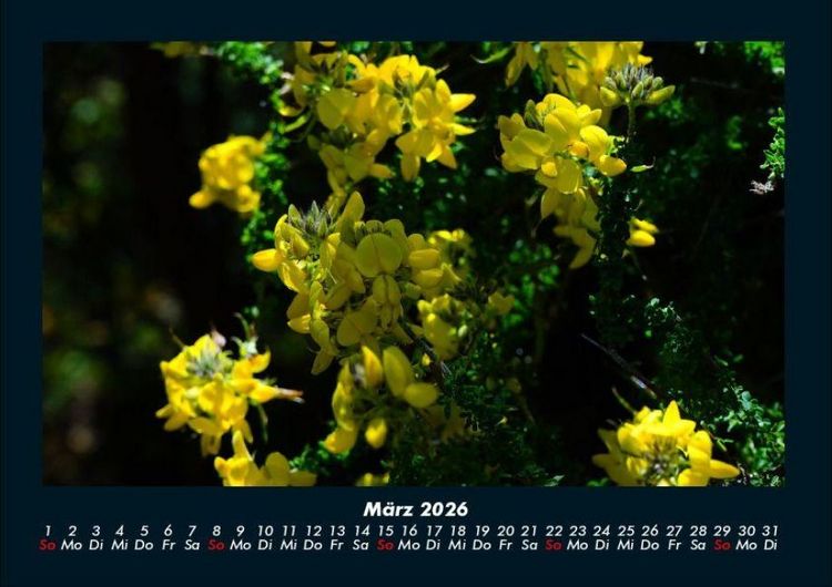Produktbild: Blumenzauber 2026 Fotokalender DIN A4